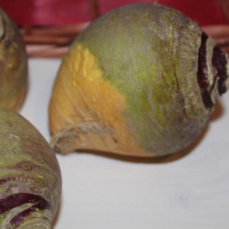 CHOU NAVET RUTABAGA ROND A COLLET VERT CHOU NAVET RUTABAGA ROND A COLLET VERT