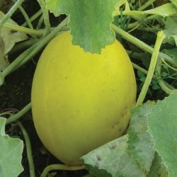 MELON JAUNE CANARI