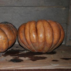 COURGE DULCE DI HORNO