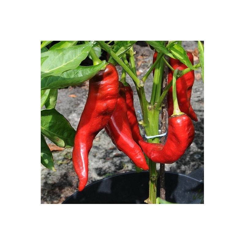 PIMENT BELRUBI