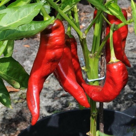 PIMENT BELRUBI PIMENT BELRUBI