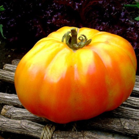 TOMATE MUCHAMIEL TOMATE MUCHAMIEL