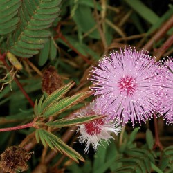 MIMOSA PUDICA