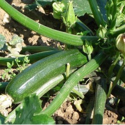 COURGETTE NON COUREUSE ITALIE