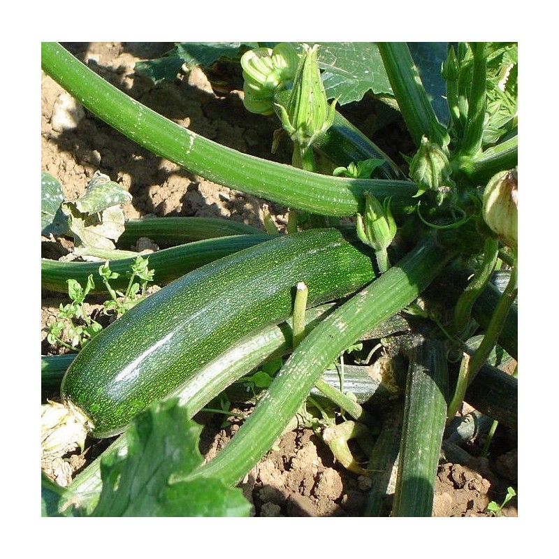 COURGETTE NON COUREUSE ITALIE